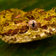 A venomous Eyelash Viper!